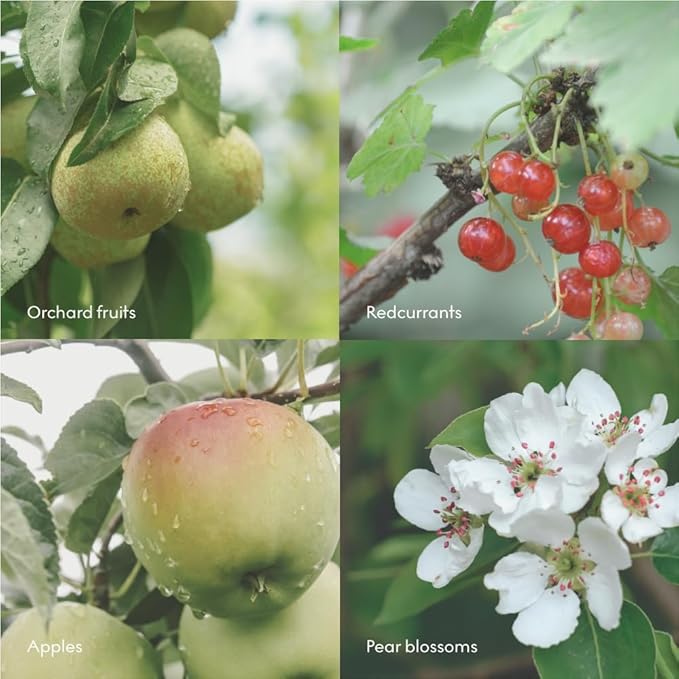 Skandinavisk FJORD Hand & Body Wash, Scent notes: Apple and pear blossom, orchard fruits and redcurrants, 16.91 fl. oz.