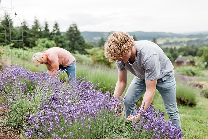 Victoria's Lavender Ultra Rich Foot Balm for Dry Cracked Feet - Heel Repair, Foot Softener Moisturizer with Lavender & Tea Tree Oil, Dry Feet Treatment & Care for Men & Women - Made in the USA - 2.5oz