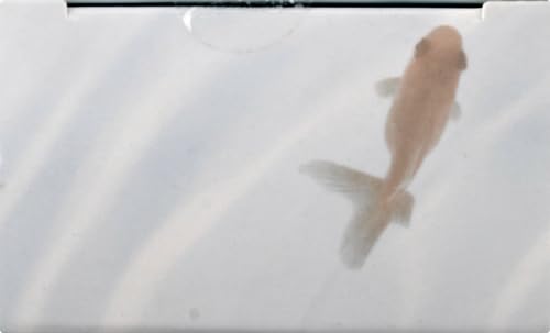 e.l.f. SKIN Holy Hydration! Daily Hydration Moisturizer, Ultra-Hydrating Formula, Infused with Aloe, Jojoba Oil & Shea Butter, Vegan & Cruelty-Free, 2.53 Fl Oz