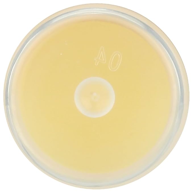 LIP BALM Mongo Kiss 6-Pack (6 tubes) Vanilla Honey by Eco Lips 100% Organic Beeswax & Cocoa Butter Lip Care with Organic Mongongo Oil - Soothe & Moisturize Dry and Cracked Lips - Made in USA