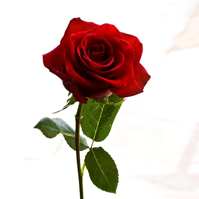 Organic Honey Rose Natural Moisturizing Lip