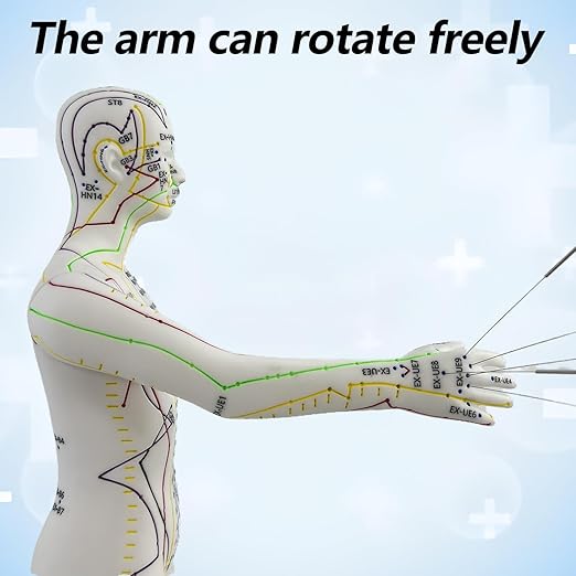 2 Piece Acupuncture Doll, 1/3 Life Size Male and Female Human Model with English Acupuncture Point Marks for Learning and Exercises