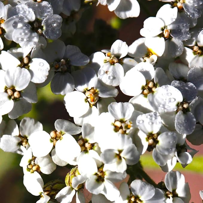 Aromatics International Premium Organic Yarrow Essential Oil 18ml | 100% Pure Essential Oil for Diffusion & Aromatherapy