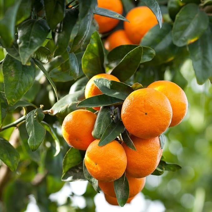 Aromatics International Premium Organic Mandarin Red Essential Oil 5ml | 100% Pure Essential Oil for Diffusion & Aromatherapy