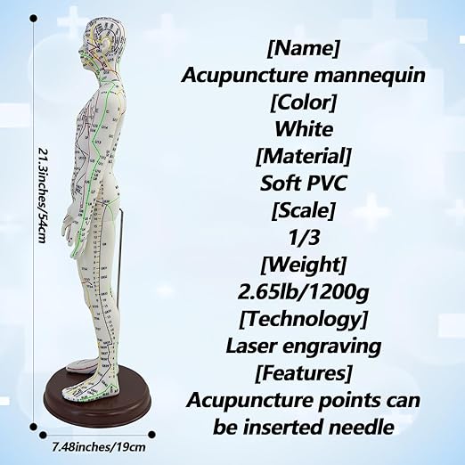 2 Piece Acupuncture Doll, 1/3 Life Size Male and Female Human Model with English Acupuncture Point Marks for Learning and Exercises
