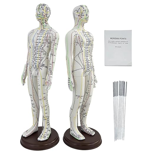 2 Piece Acupuncture Doll, 1/3 Life Size Male and Female Human Model with English Acupuncture Point Marks for Learning and Exercises