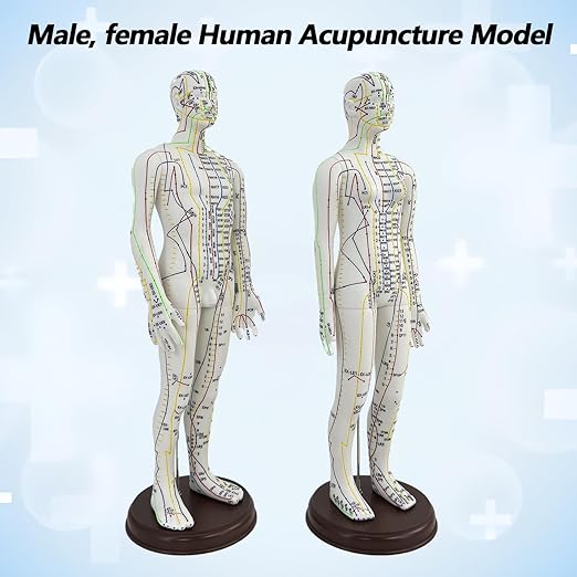 2 Piece Acupuncture Doll, 1/3 Life Size Male and Female Human Model with English Acupuncture Point Marks for Learning and Exercises