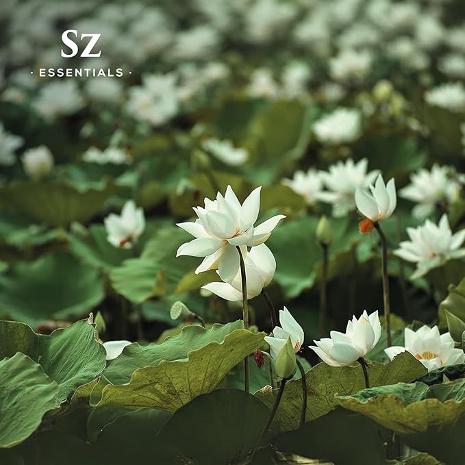 White Lotus 100% Pure, Essential Natural Oil - Extracted from Nymphaea Lotus - Rich & Sweet Scent, with Exotic Floral Overtones - Therapeutic Grade & Vegan - 0.17 fl oz (5ml)