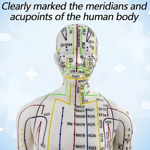 2 Piece Acupuncture Doll, 1/3 Life Size Male and Female Human Model with English Acupuncture Point Marks for Learning and Exercises