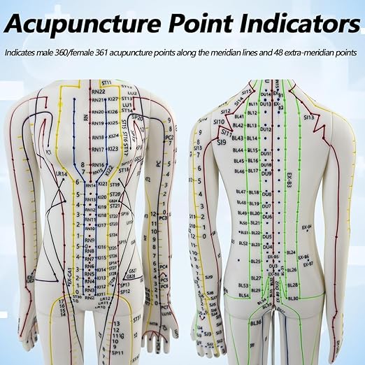 2 Piece Acupuncture Doll, 1/3 Life Size Male and Female Human Model with English Acupuncture Point Marks for Learning and Exercises