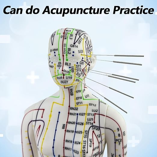 2 Piece Acupuncture Doll, 1/3 Life Size Male and Female Human Model with English Acupuncture Point Marks for Learning and Exercises