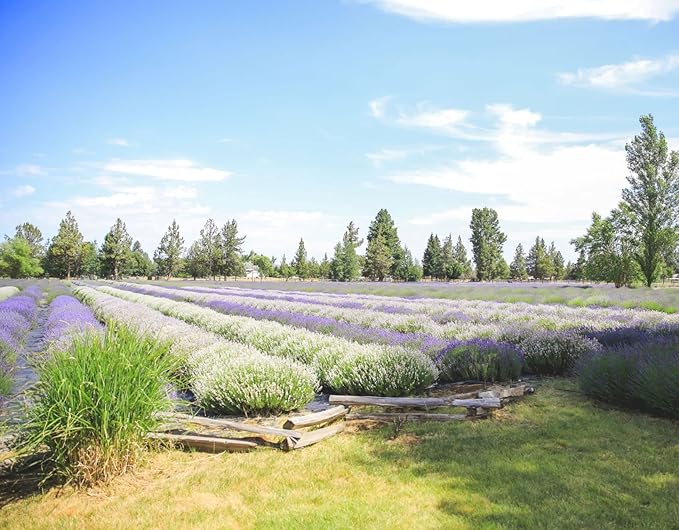 Victoria's Lavender Aromatherapy Body Mist Spray - After Sun Solar Recovery Spray with Aloe Vera plus Lavender Essential Oil - Hydrating, Moisturizing Aloe Vera Mist, Made in the USA, 4 oz (120 ml)