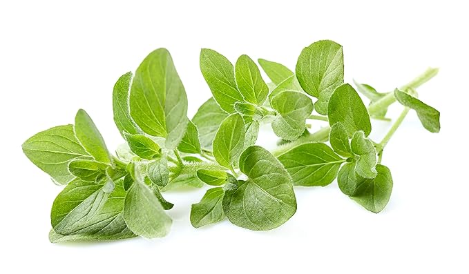 US Organic 100% Pure Oregano Essential Oil - USDA Certified Organic, Steam Distilled (30 ml)